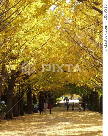 Ginkgo bunches 1069516