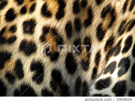 Leopard print Leopard print 1069604