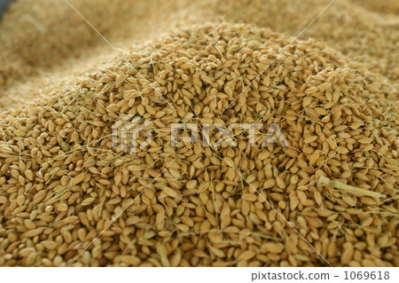 Wild rice Wild rice 1069618