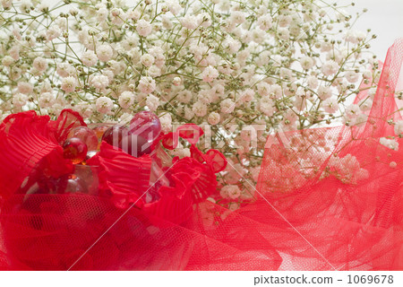 baby's breath, common gypsophila, studio 1069678