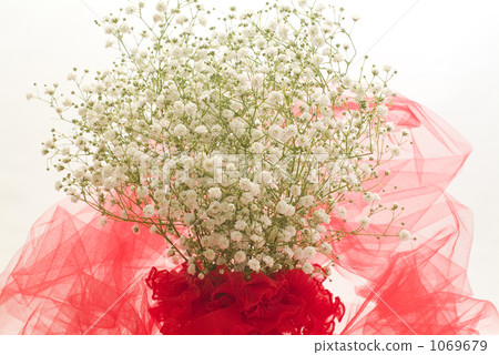 horizont, baby's breath, common gypsophila 1069679