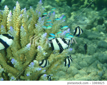 肌肉冠和麻雀 1069825