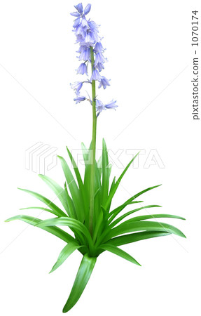 Schiller Schiller 1070174