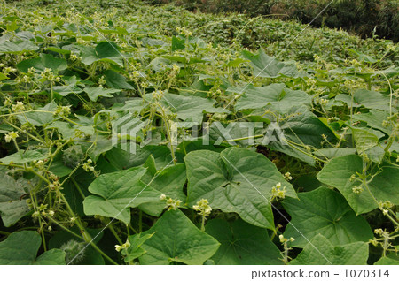 Wild grass · Alecidriuri 1070314