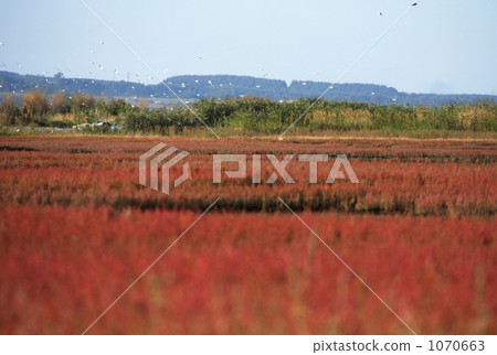 coral grass, bloom, blossom 1070663