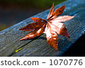 maple, yellow leafe, red leafe 1070776