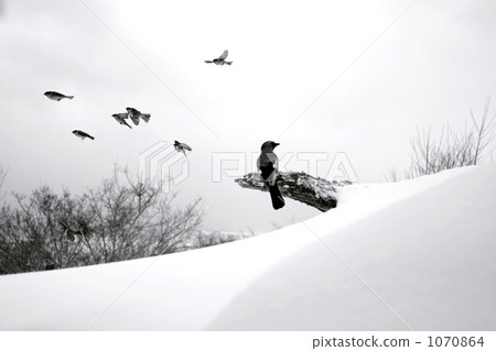 麻雀和松鼠在多雪的領域 1070864