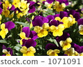pansy, bloom, blossom 1071091