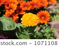 calendula officinalis, bloom, blossom 1071108