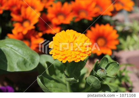 calendula officinalis, bloom, blossom 1071108