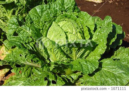 napa, chinese cabbage, napa cabbage 1071111