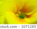 Primula Julien 1071165