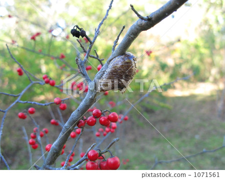 螳螂蛋和紅色水果 1071561