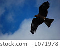 Flight 1 1071978