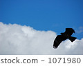 flight, black kite, blue sky 1071980