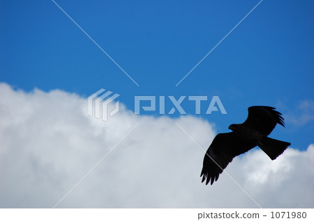 flight, black kite, blue sky 1071980