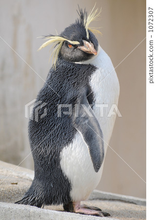 southern rockhopper penguin, penguin, penguins 1072307