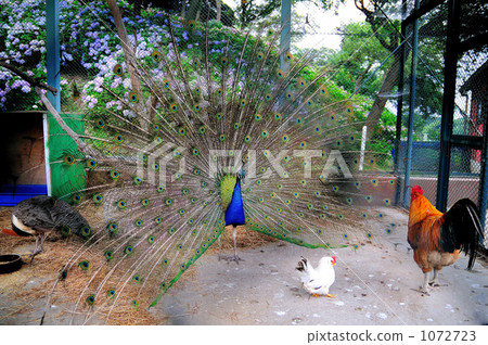 Peacock 1072723