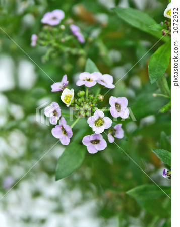 小花alicantum 1072952