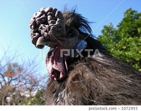 藍天和黑烏鴉鳥 1072955