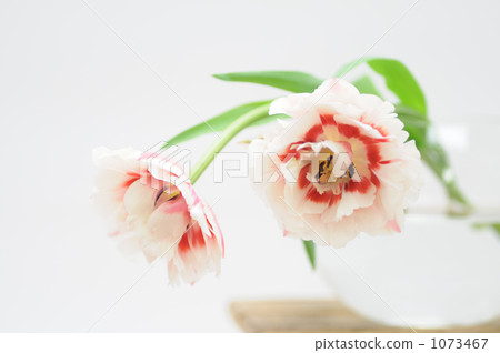花Ichinose鬱金香 花Ichinose鬱金香 1073467