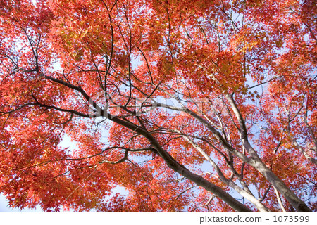 紅楓 紅楓 1073599