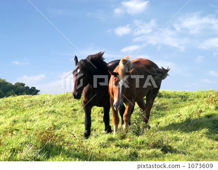 A good horse 1073609