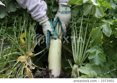 蘿蔔收穫 蘿蔔收穫 1073902