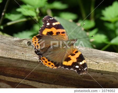 Lycaena phlaeas 1074002