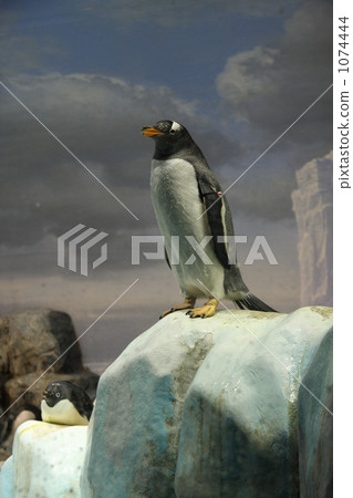 名古屋港水族館的企鵝 1074444