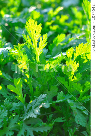 Fresh, garland chrysanthemums in the field Fresh, garland chrysanthemums in the field 1074542