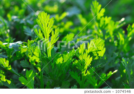 Fresh, Harushima horizon of the field Fresh, Harushima horizon of the field 1074546