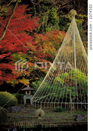 Autumn leaves of New Edogawa park 1074582