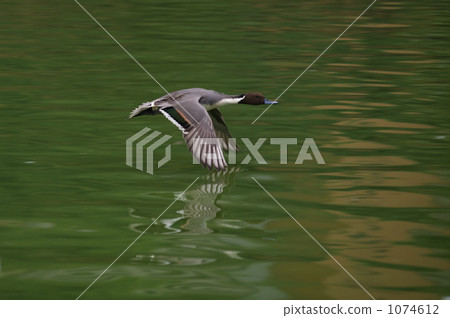 Duck flapping 1074612