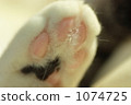 墊 1074725