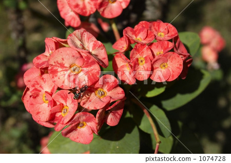 雜色的Hanaquilin花 1074728