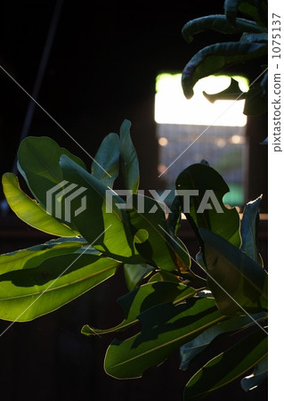 Rubber leaves illuminated by the morning sun Rubber leaves illuminated by the morning sun 1075137