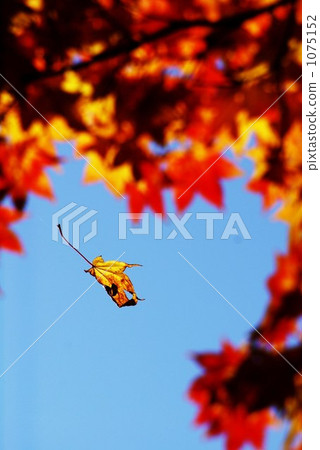 Hatari, autumn. . . Hatari, autumn. . . 1075152