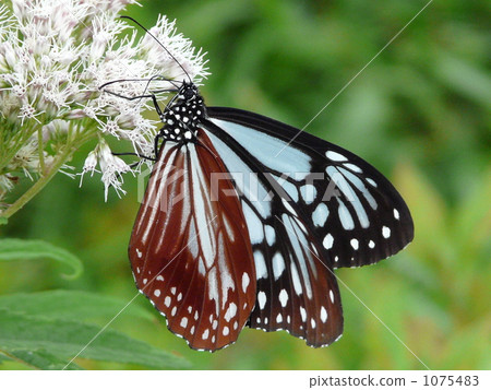 Nagano prefecture Saku Hibachi Shinshu Shinano Koushinetsu Yachiho 1075483