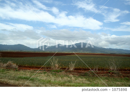 Dole Plantation 1075898