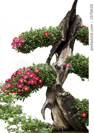 Kyoto Bonsai 1076626