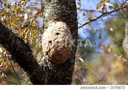 Sparrow honeycomb 1076672