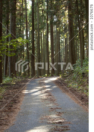 Forest road 1076676
