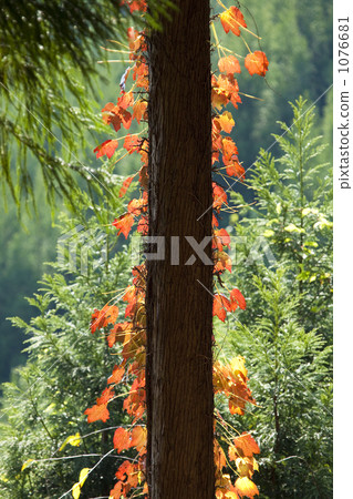 Autumn leaves of ivy 1076681
