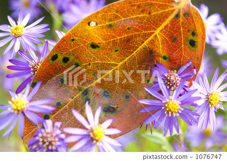 Persimmon leaves 1076747