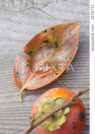 Persimmon leaves Persimmon leaves 1076751