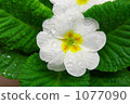 報春花朱利安與雨 1077090