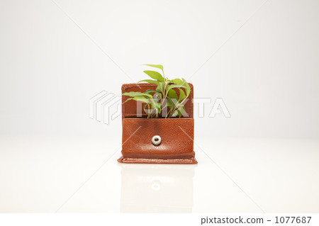 botanic, botanical, plant 1077687