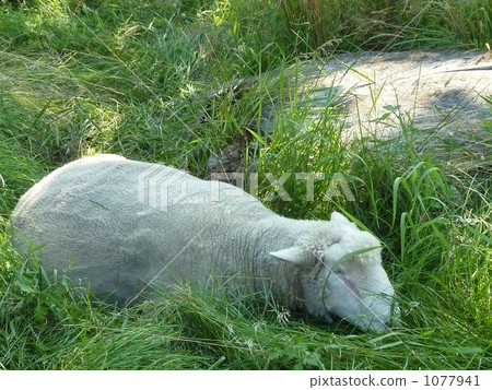 A lazy sheep at a natural park 1077941
