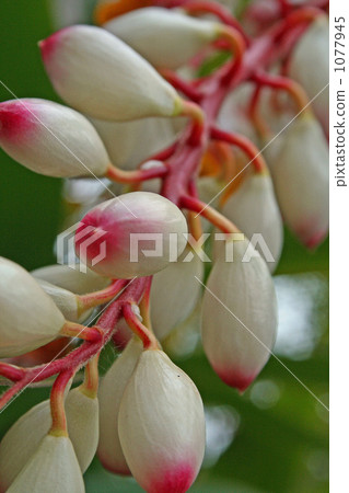 Moon peach bud 1077945